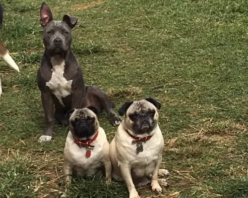 Uso en perritos