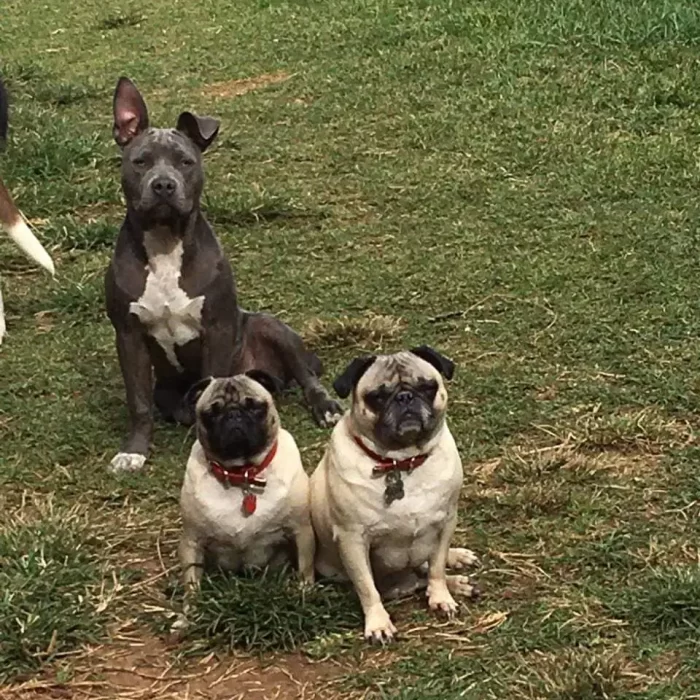 Uso en perritos